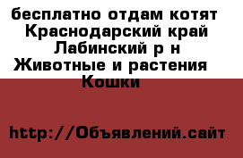 бесплатно отдам котят - Краснодарский край, Лабинский р-н Животные и растения » Кошки   